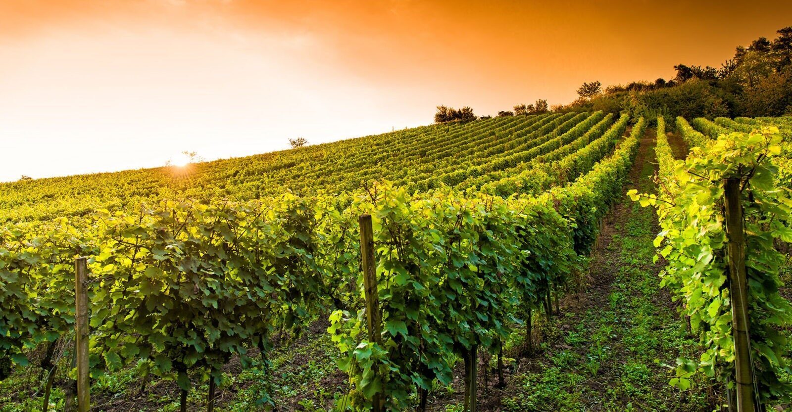 vineyard stakes